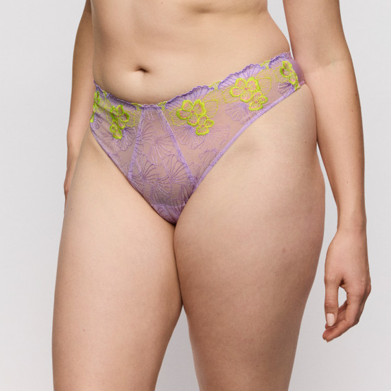 Primadonna Ixia String Wisteria